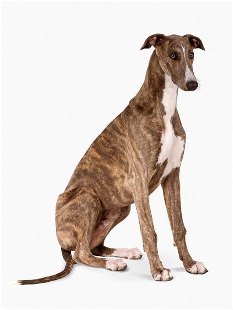 greyhound fast results today|What You Need to Know About Owning a Greyhound .